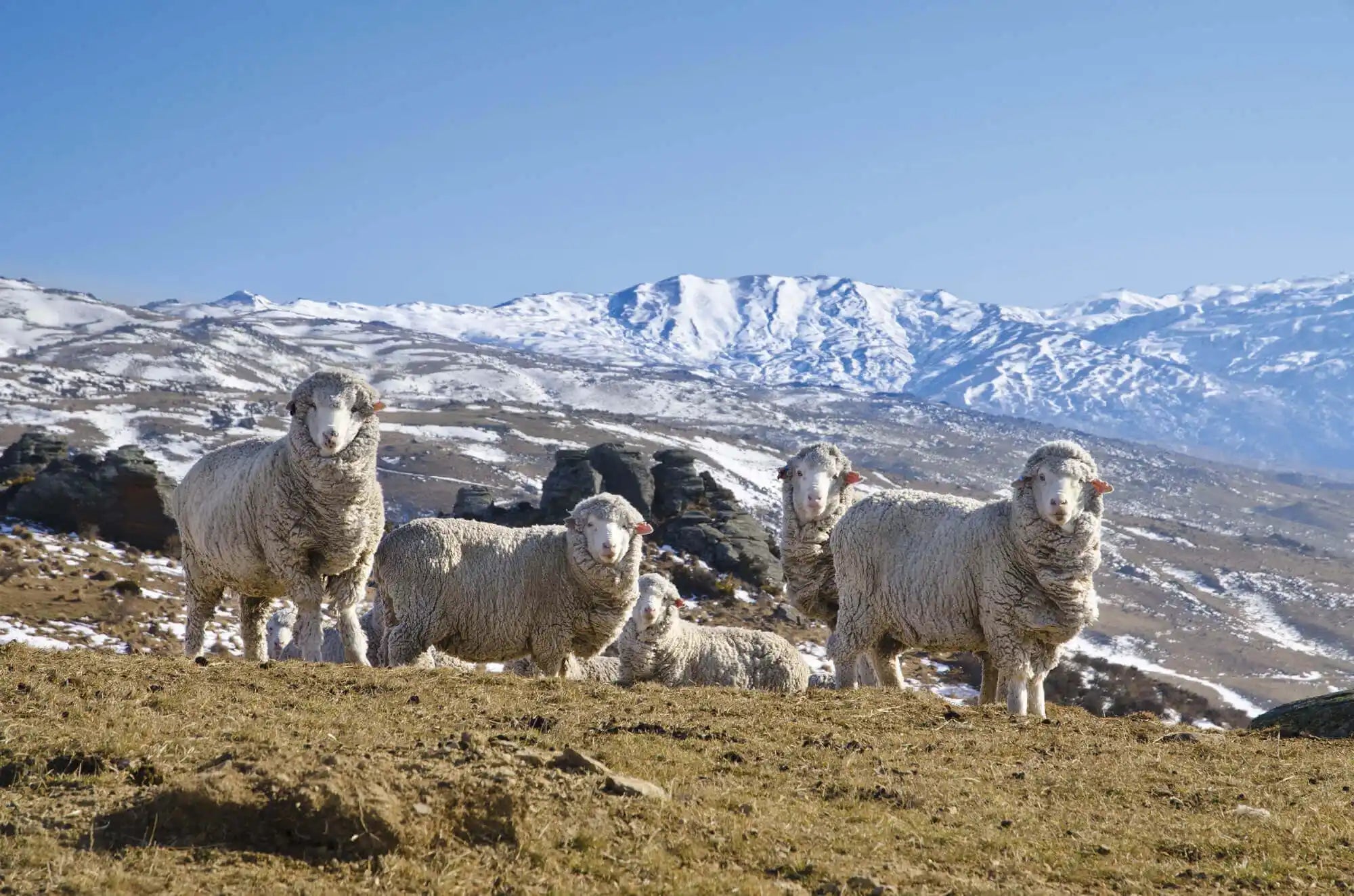 Flock of New Zealand Sheep in front of the Southern Alps