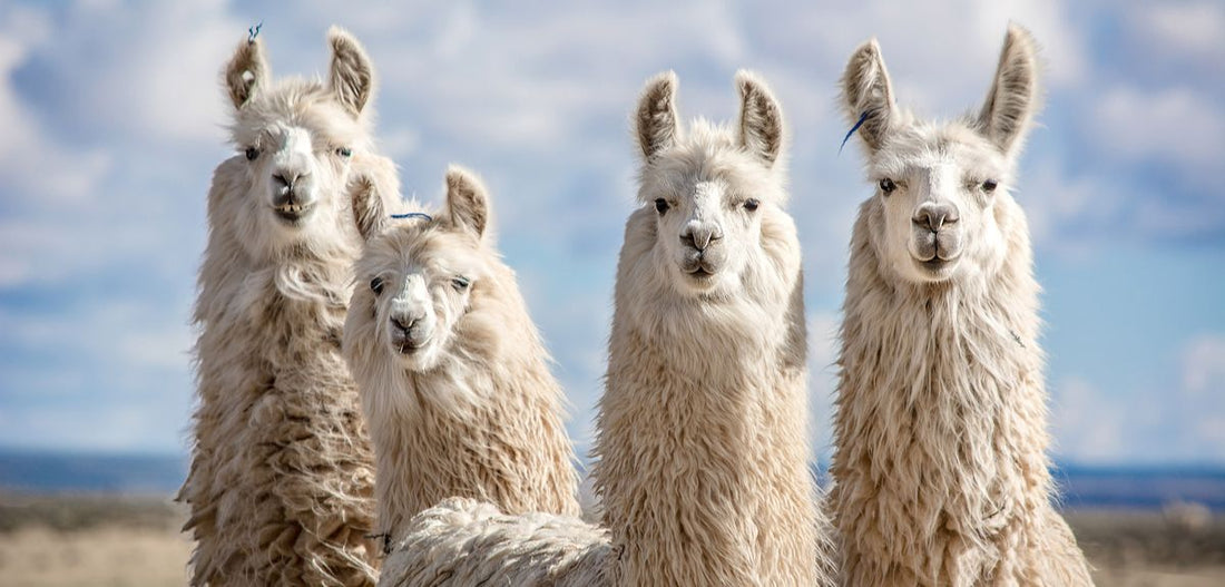 New Zealand Alpaca Yarn – The Benefits of Knitting with Nature’s Luxury Fibre