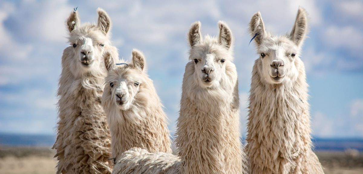 New Zealand Alpaca Yarn – The Benefits of Knitting with Nature’s Luxury Fibre