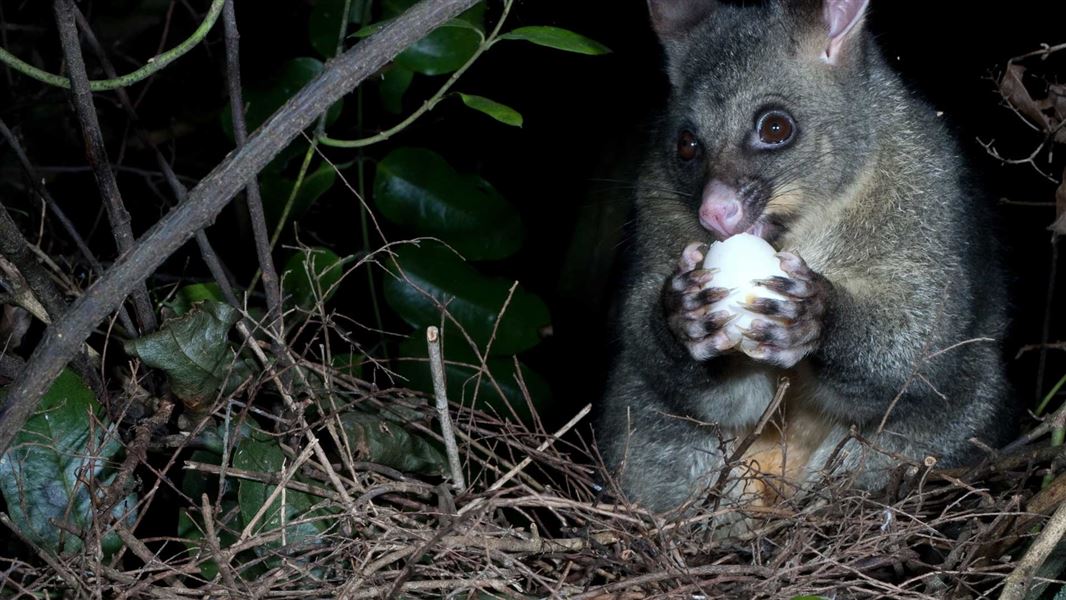 Brushtail Possum eating a bird egg