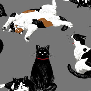 Koksai - Large Cats on a dark Grey background