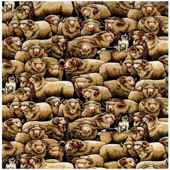Cream Merino Sheep