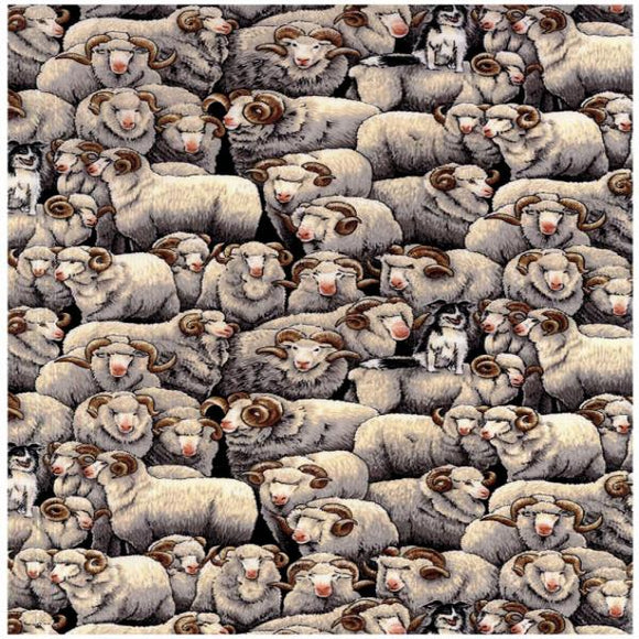 Grey Merino Sheep