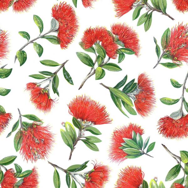 Pohutukawa / New Zealand Christmas Tree on a white background